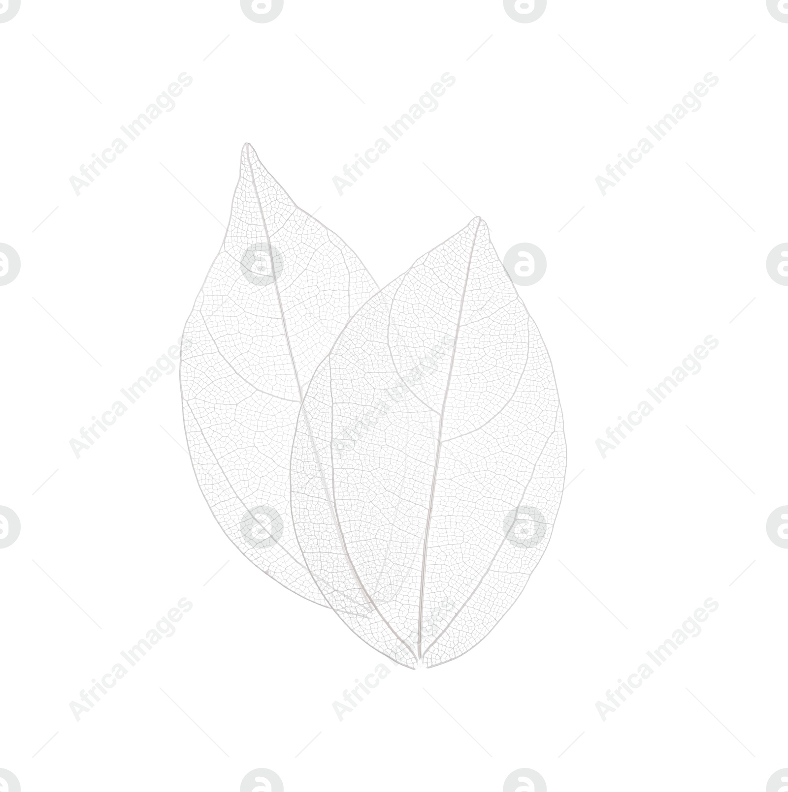 Beautiful skeletonized leaves isolated on white, top view Photo of Beautiful skeletonized leaves isolated on white, top view