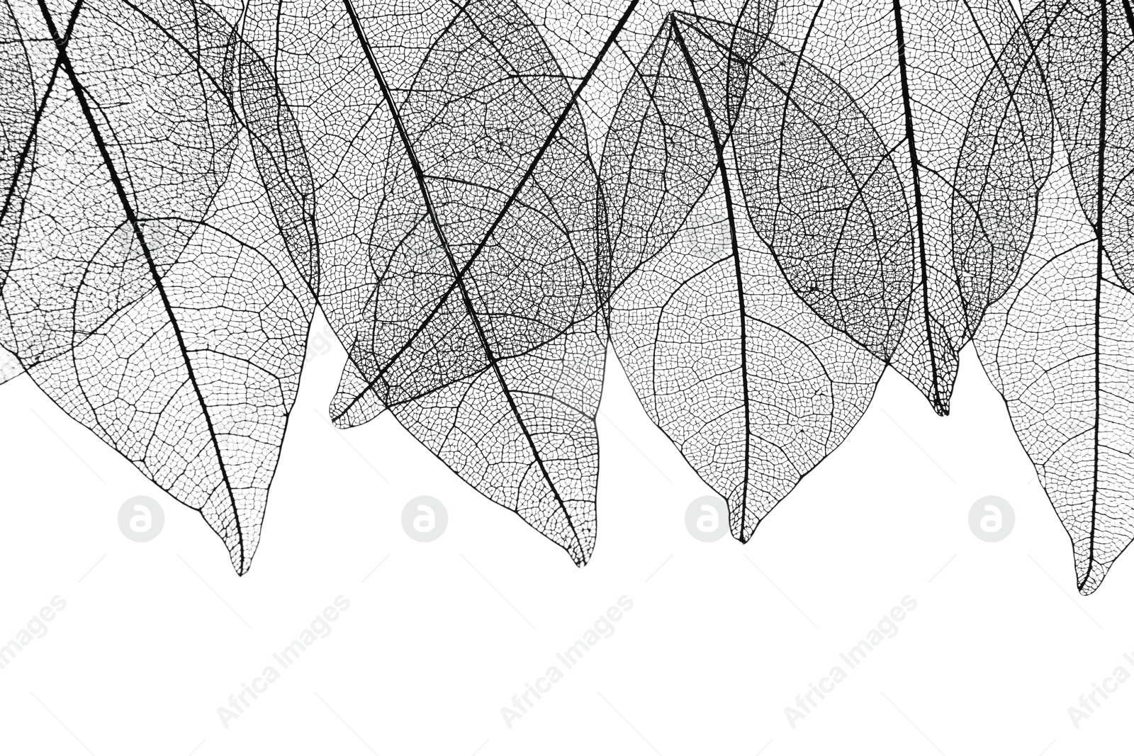Beautiful skeletonized leaves isolated on white, top view Photo of Beautiful skeletonized leaves isolated on white, top view