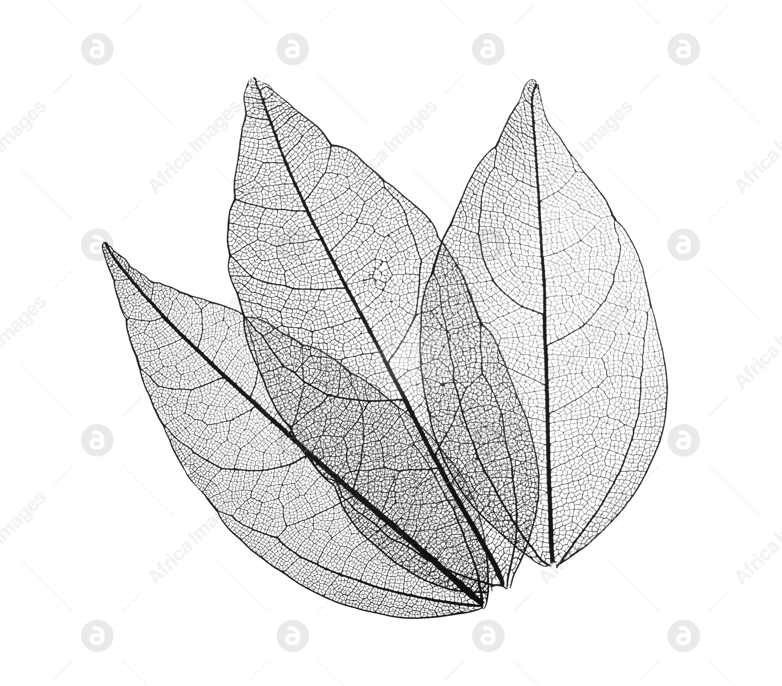 Beautiful skeletonized leaves isolated on white, top view Photo of Beautiful skeletonized leaves isolated on white, top view