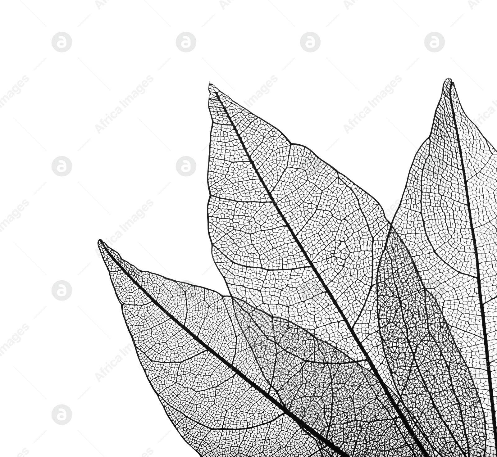 Beautiful skeletonized leaves isolated on white, top view Photo of Beautiful skeletonized leaves isolated on white, top view
