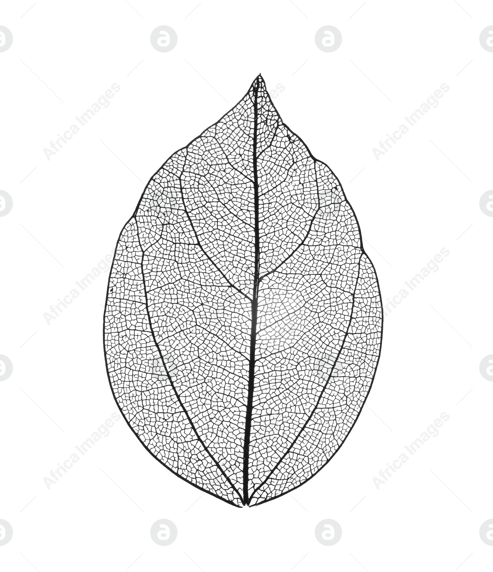 Beautiful skeletonized leaf isolated on white, top view Photo of Beautiful skeletonized leaf isolated on white, top view