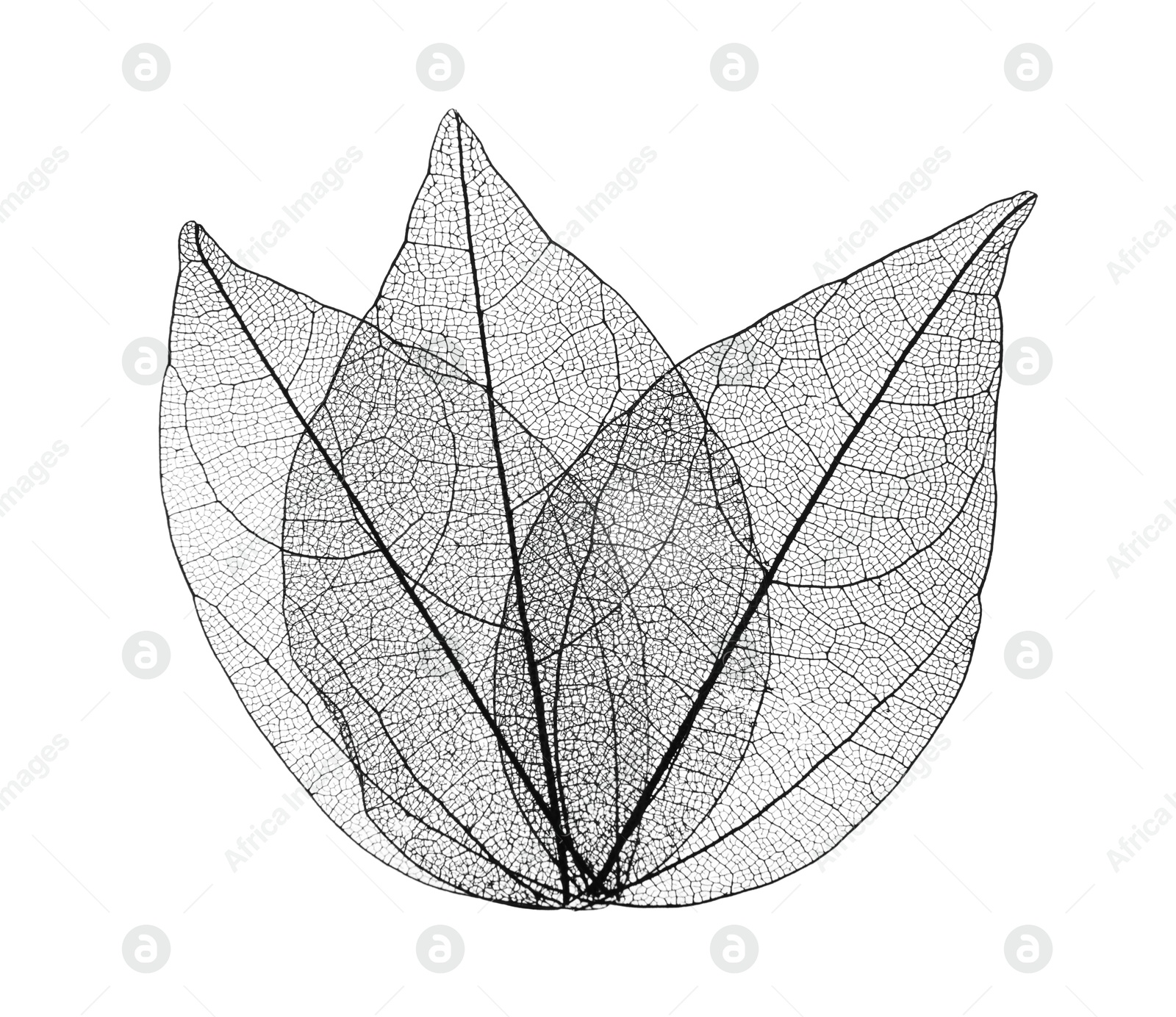 Beautiful skeletonized leaves isolated on white, top view Photo of Beautiful skeletonized leaves isolated on white, top view