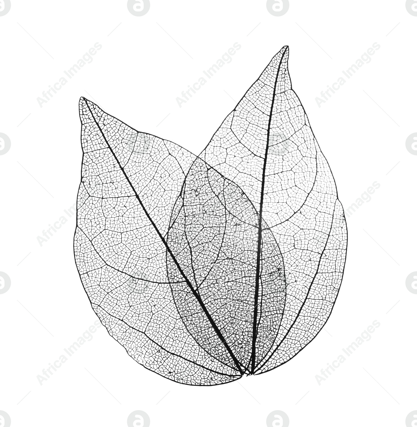 Beautiful skeletonized leaves isolated on white, top view Photo of Beautiful skeletonized leaves isolated on white, top view