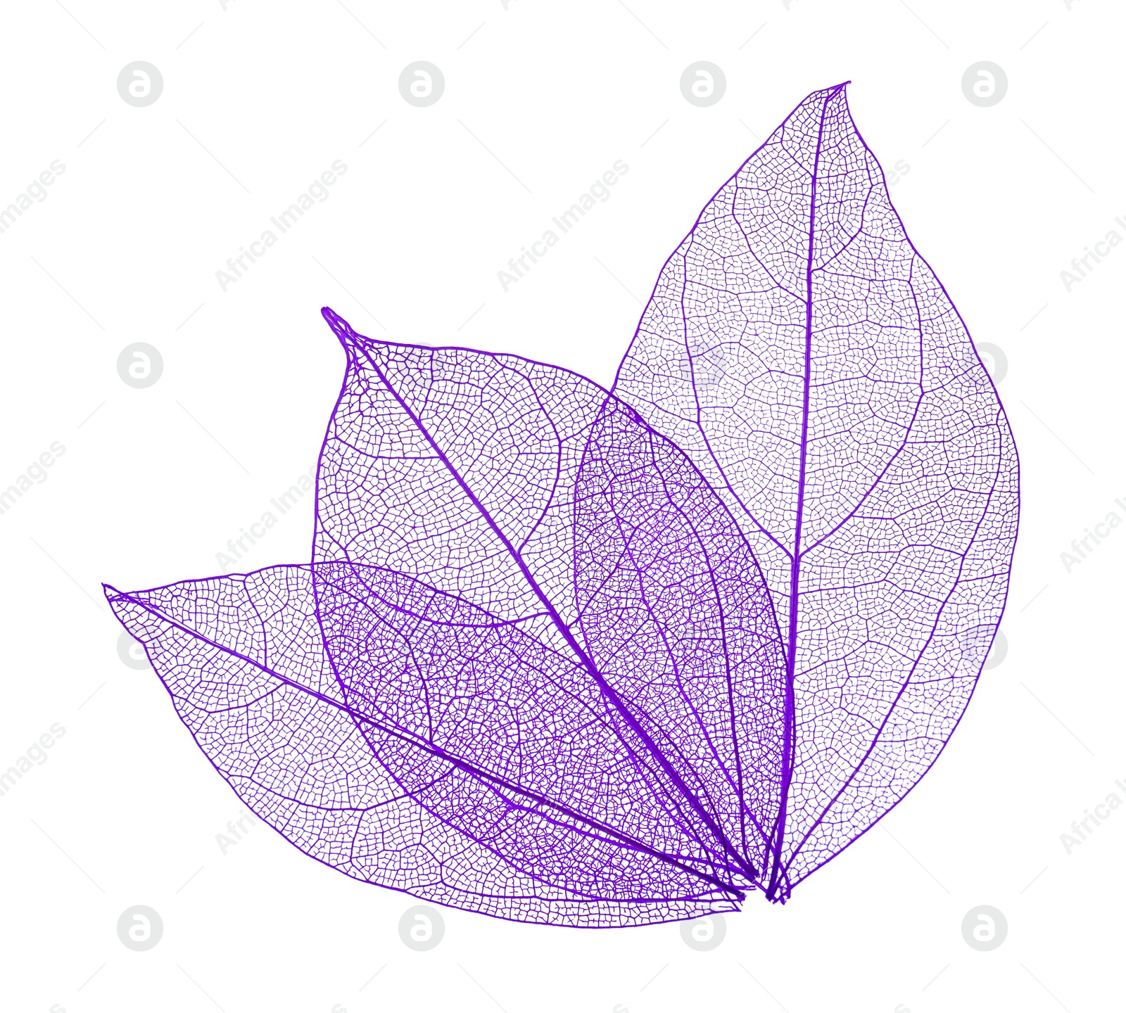 Beautiful skeletonized leaves isolated on white, top view Photo of Beautiful skeletonized leaves isolated on white, top view