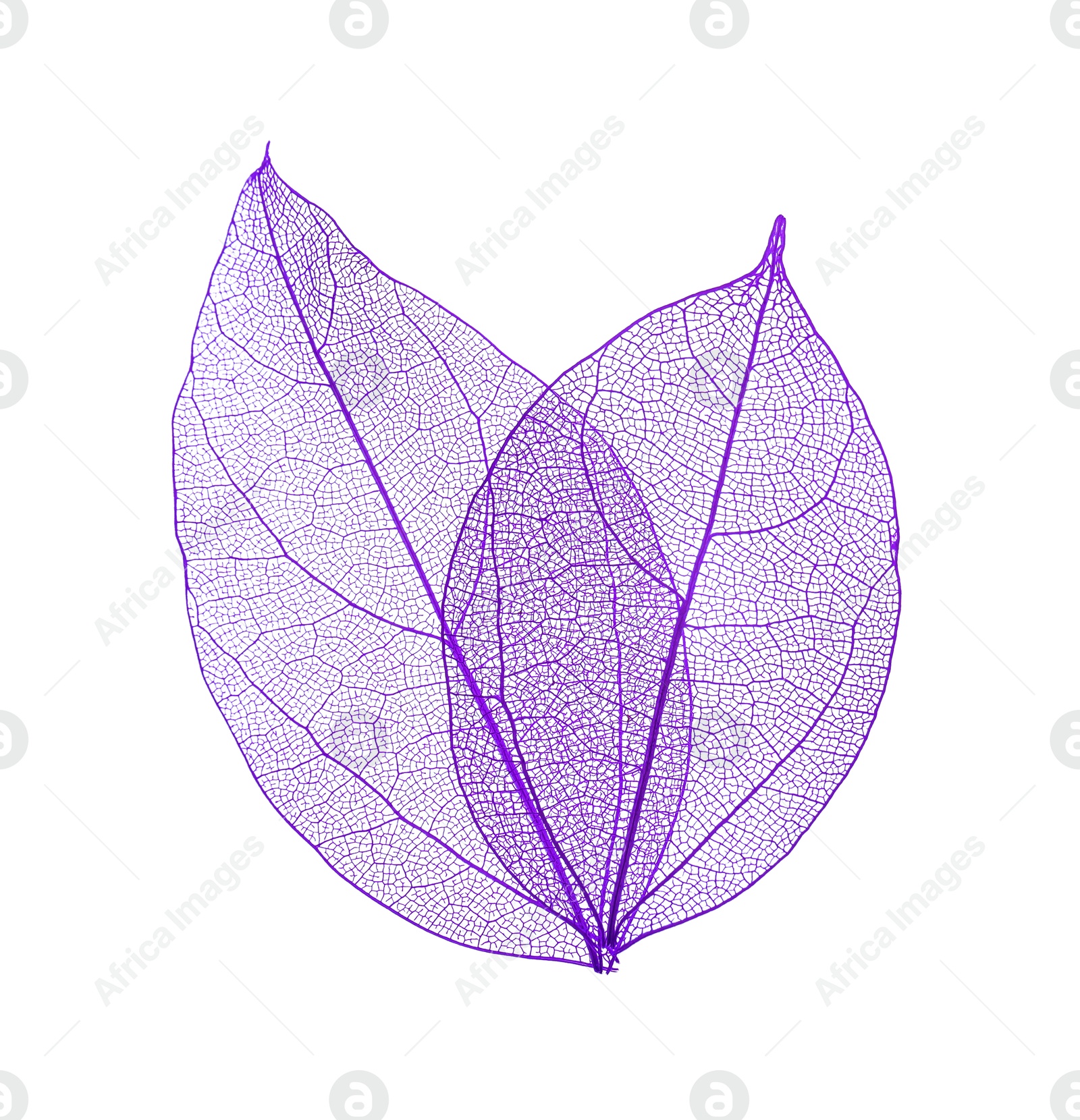 Beautiful skeletonized leaves isolated on white, top view Photo of Beautiful skeletonized leaves isolated on white, top view
