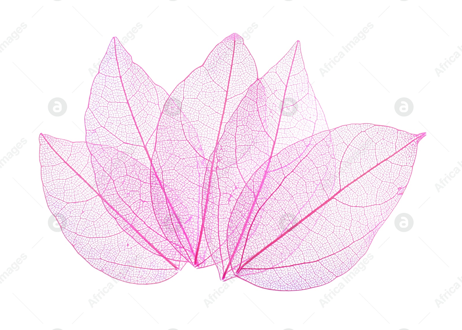 Beautiful skeletonized leaves isolated on white, top view Photo of Beautiful skeletonized leaves isolated on white, top view