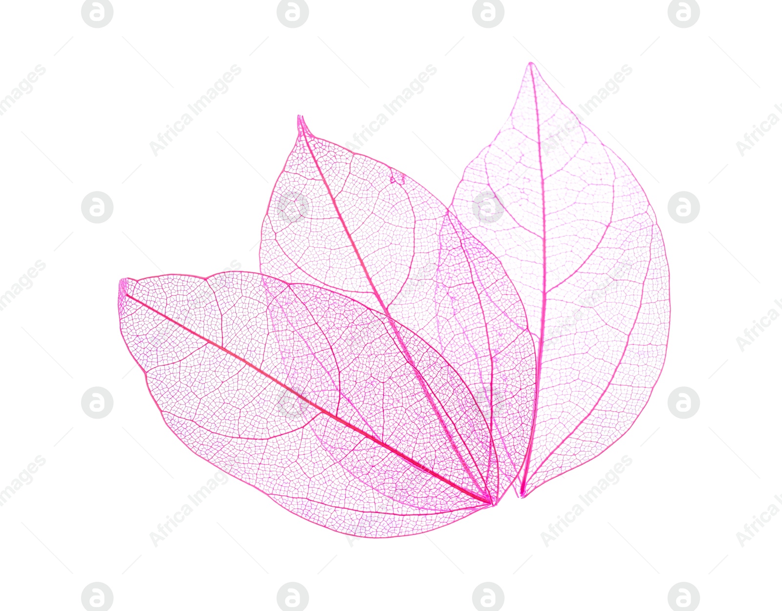 Beautiful skeletonized leaves isolated on white, top view Photo of Beautiful skeletonized leaves isolated on white, top view