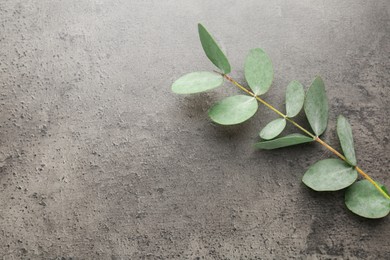 Photo of Beautiful eucalyptus branch on grey background, top view. Space for text