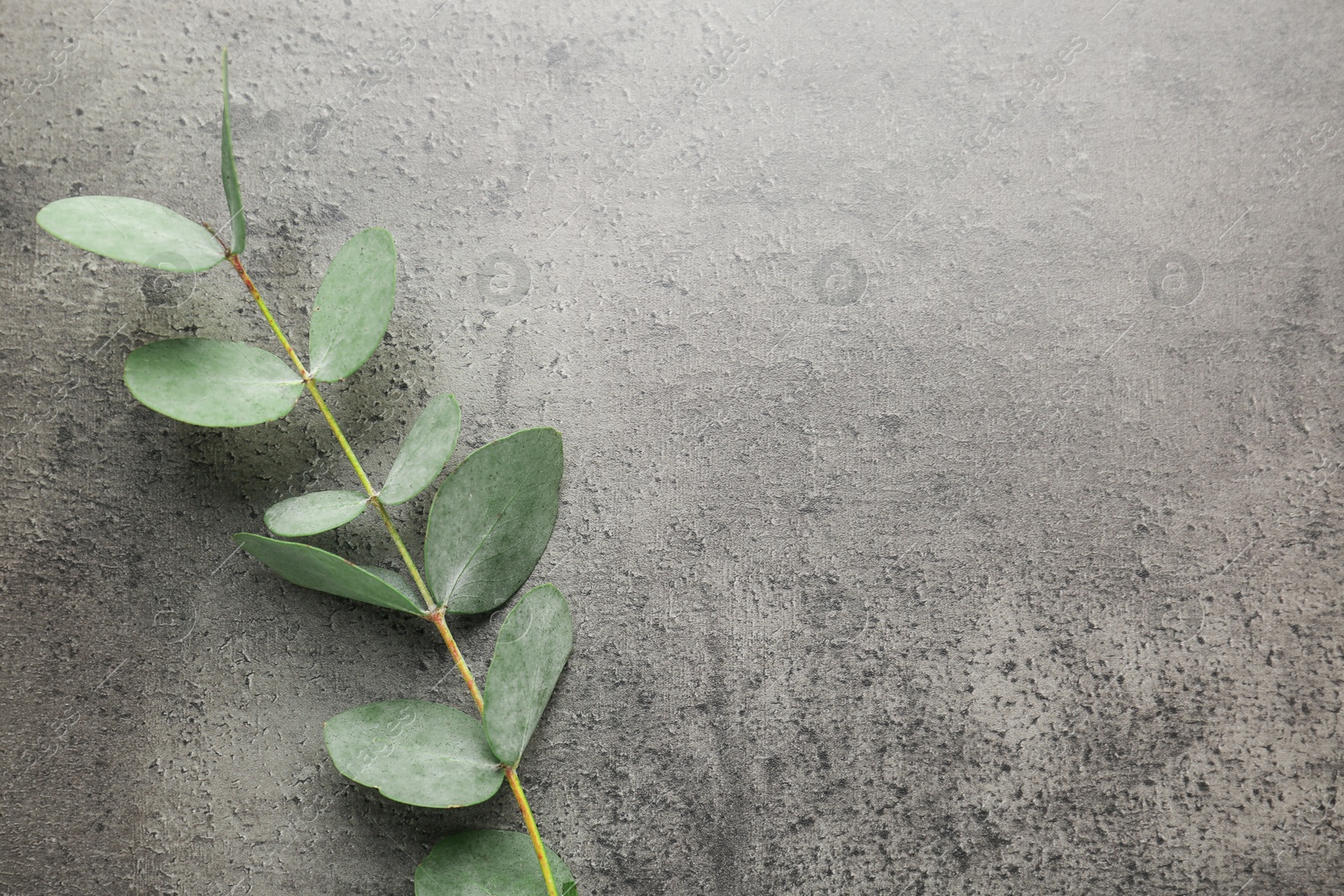 Beautiful eucalyptus branch on grey background, top view. Space for text Photo of Beautiful eucalyptus branch on grey background, top view. Space for text