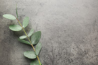Photo of Beautiful eucalyptus branch on grey background, top view. Space for text