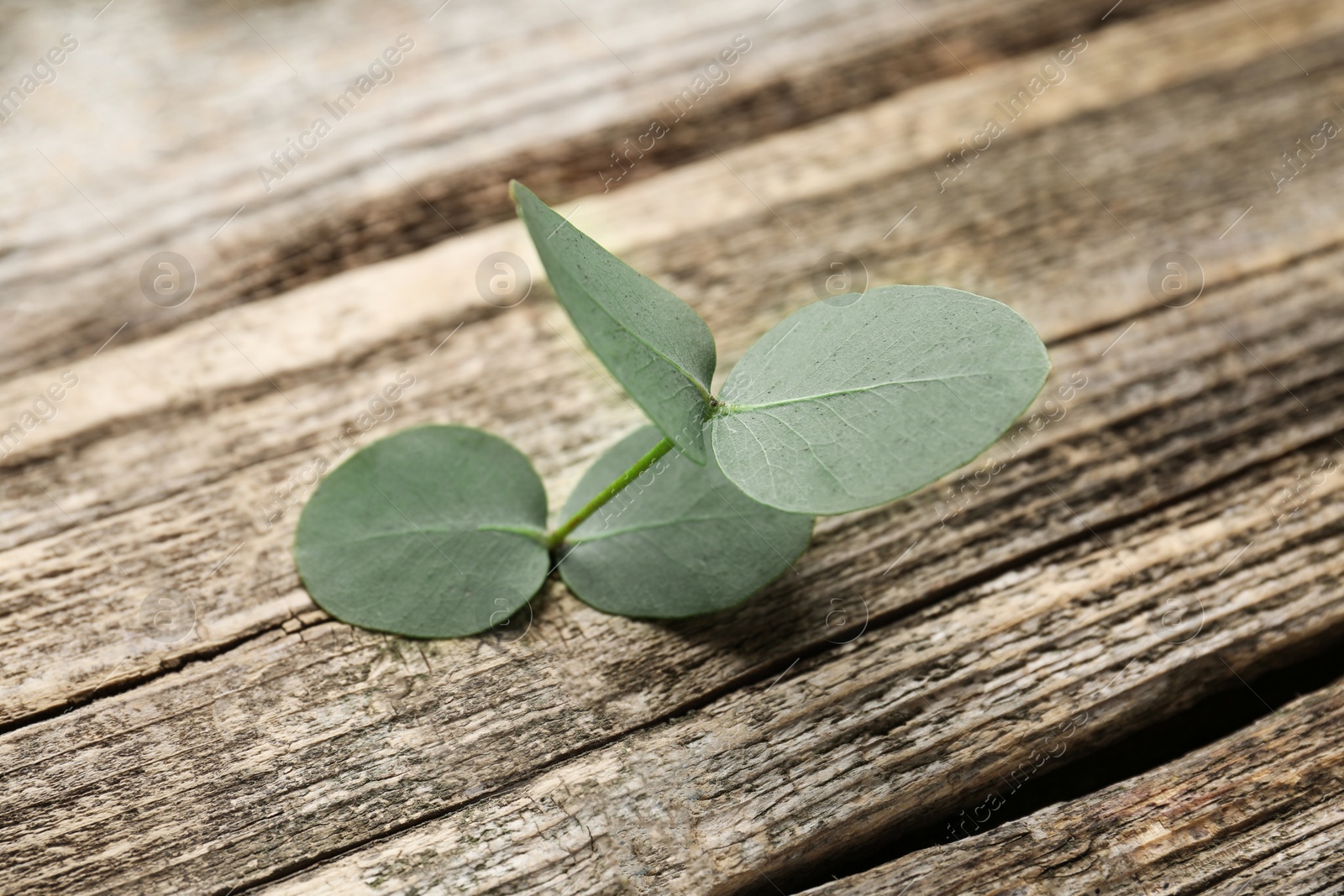 Photo of Beautiful eucalyptus branch on wooden background, closeup