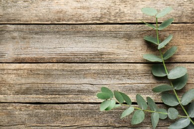 Photo of Beautiful eucalyptus branches on wooden background, top view. Space for text