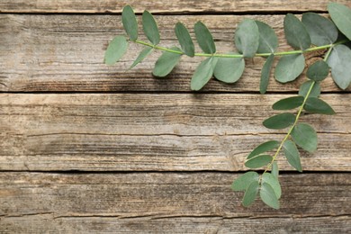 Photo of Beautiful eucalyptus branches on wooden background, top view. Space for text