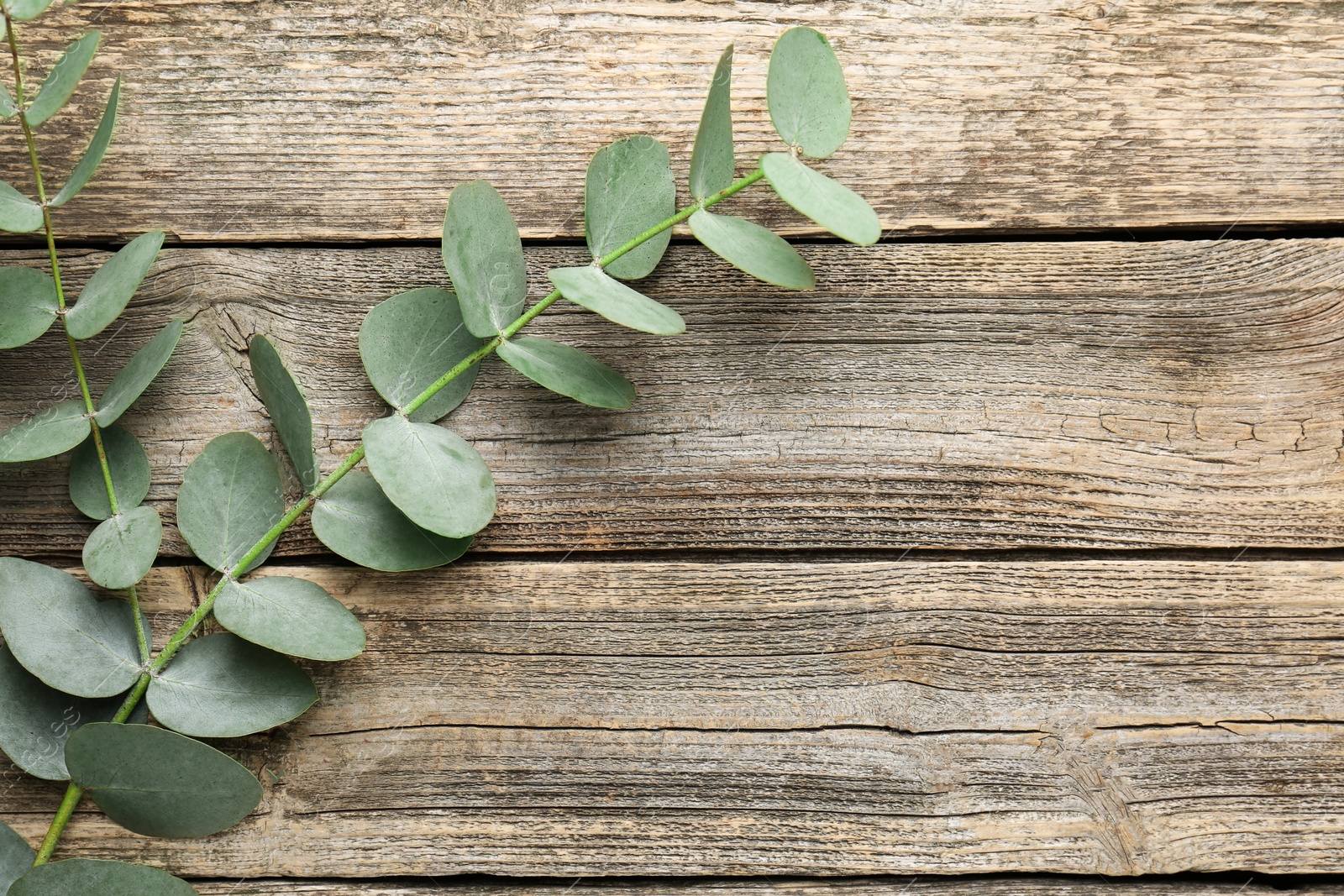 Beautiful eucalyptus branches on wooden background, top view. Space for text Photo of Beautiful eucalyptus branches on wooden background, top view. Space for text