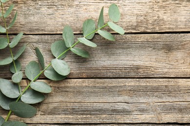 Photo of Beautiful eucalyptus branches on wooden background, top view. Space for text