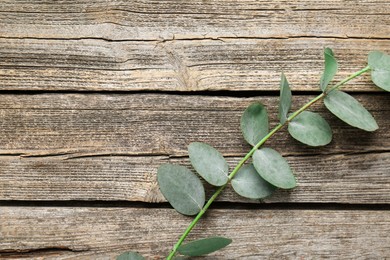 Photo of Beautiful eucalyptus branch on wooden background, top view. Space for text