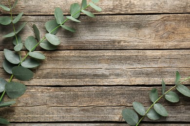 Photo of Beautiful eucalyptus branches on wooden background, flat lay. Space for text