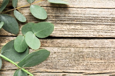 Photo of Beautiful eucalyptus branches on wooden background, top view. Space for text