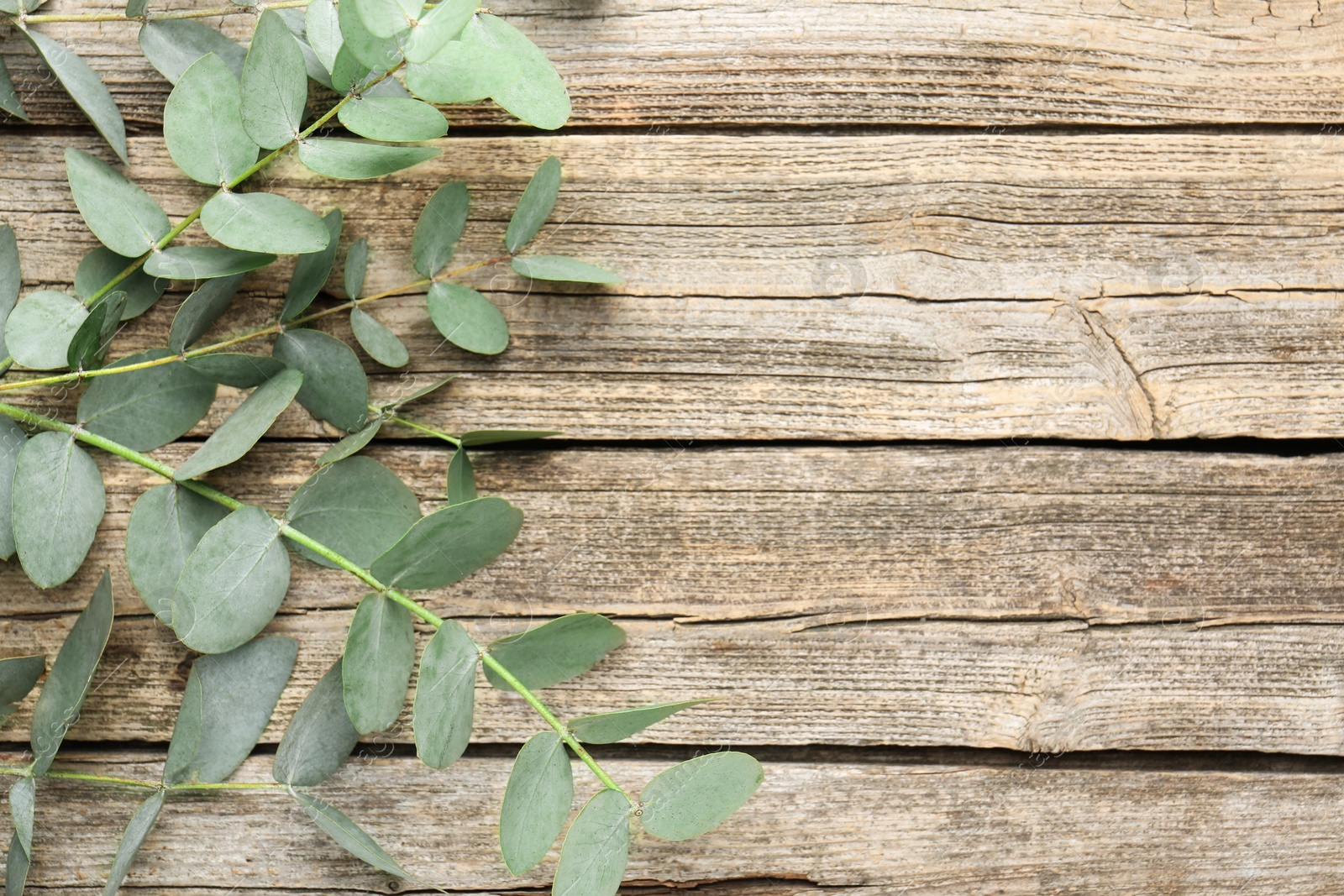 Beautiful eucalyptus branches on wooden background, top view. Space for text Photo of Beautiful eucalyptus branches on wooden background, top view. Space for text