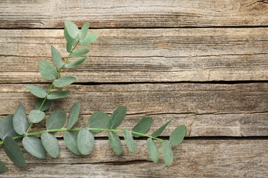 Photo of Beautiful eucalyptus branches on wooden background, top view. Space for text