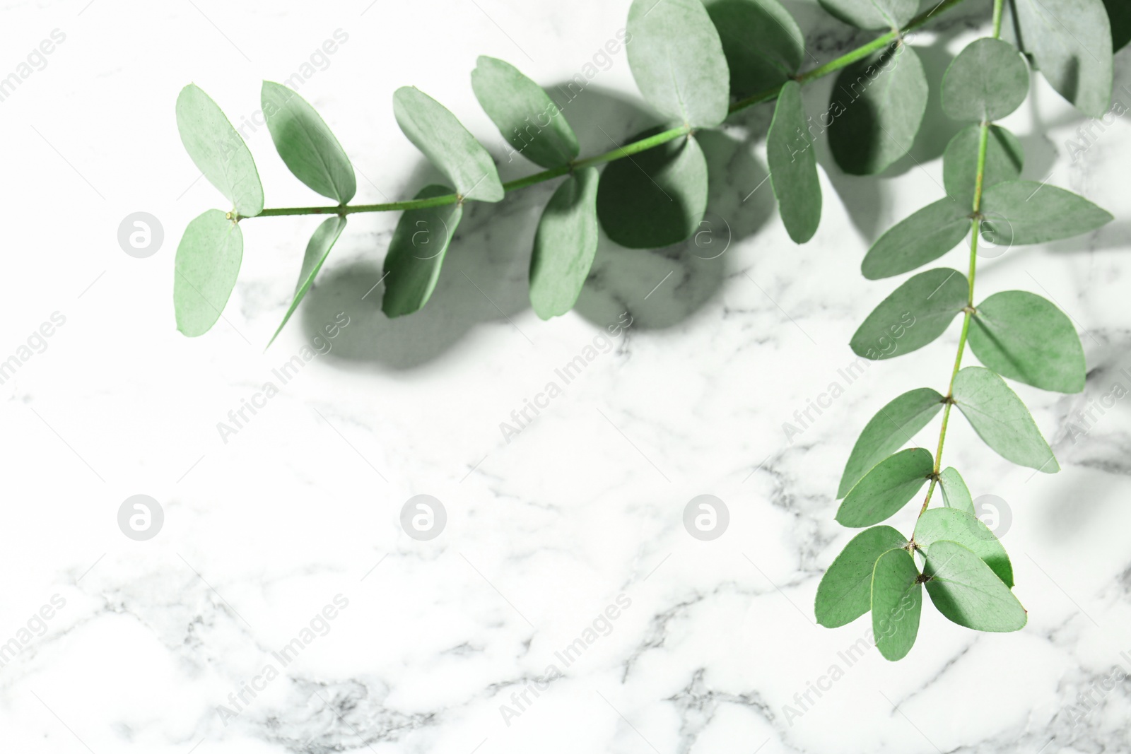 Photo of Beautiful eucalyptus branches on white marble background, closeup. Space for text
