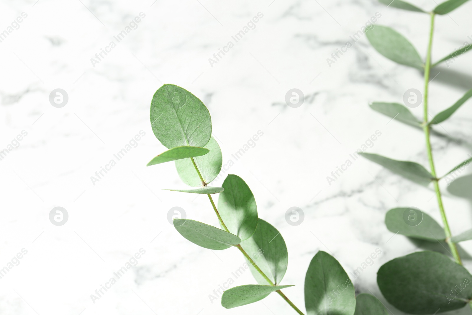 Beautiful eucalyptus branches on white marble background, closeup Photo of Beautiful eucalyptus branches on white marble background, closeup