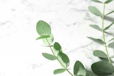 Photo of Beautiful eucalyptus branches on white marble background, closeup