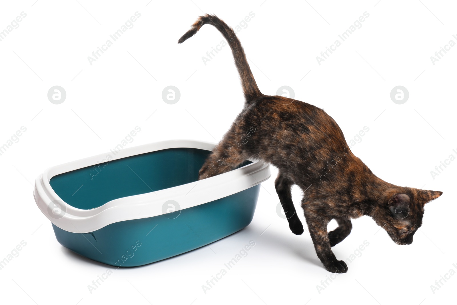 Cute calico cat near litter tray on white background Photo of Cute calico cat near litter tray on white background