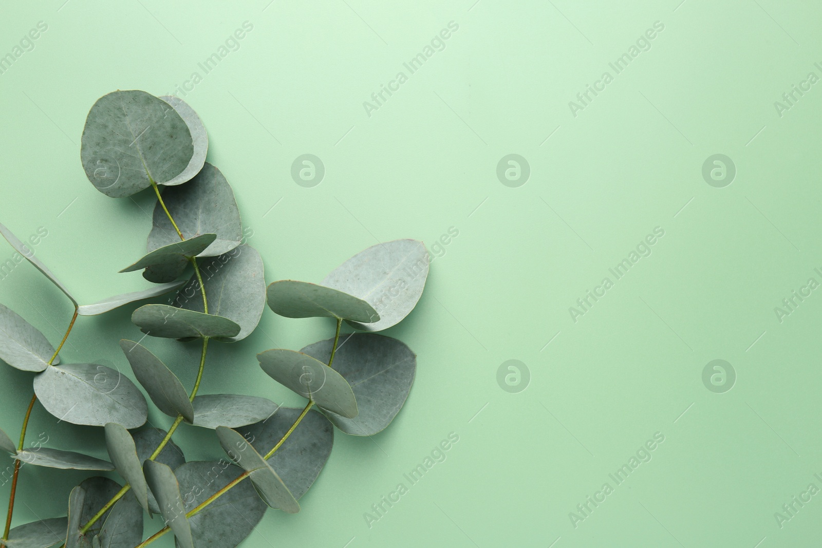 Beautiful eucalyptus branches on light green background, top view. Space for text Photo of Beautiful eucalyptus branches on light green background, top view. Space for text