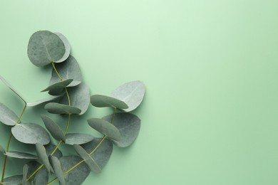 Photo of Beautiful eucalyptus branches on light green background, top view. Space for text