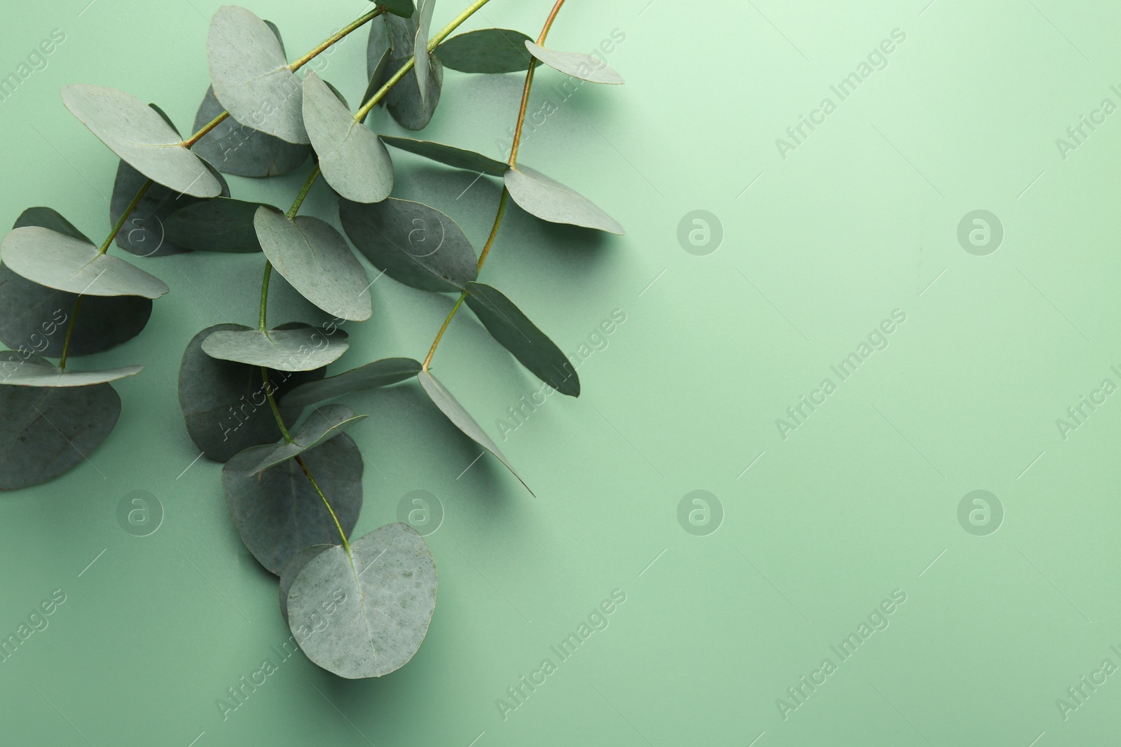 Beautiful eucalyptus branches on light green background, top view. Space for text Photo of Beautiful eucalyptus branches on light green background, top view. Space for text
