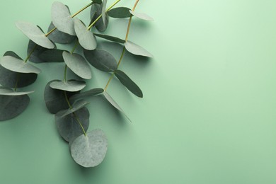 Photo of Beautiful eucalyptus branches on light green background, top view. Space for text