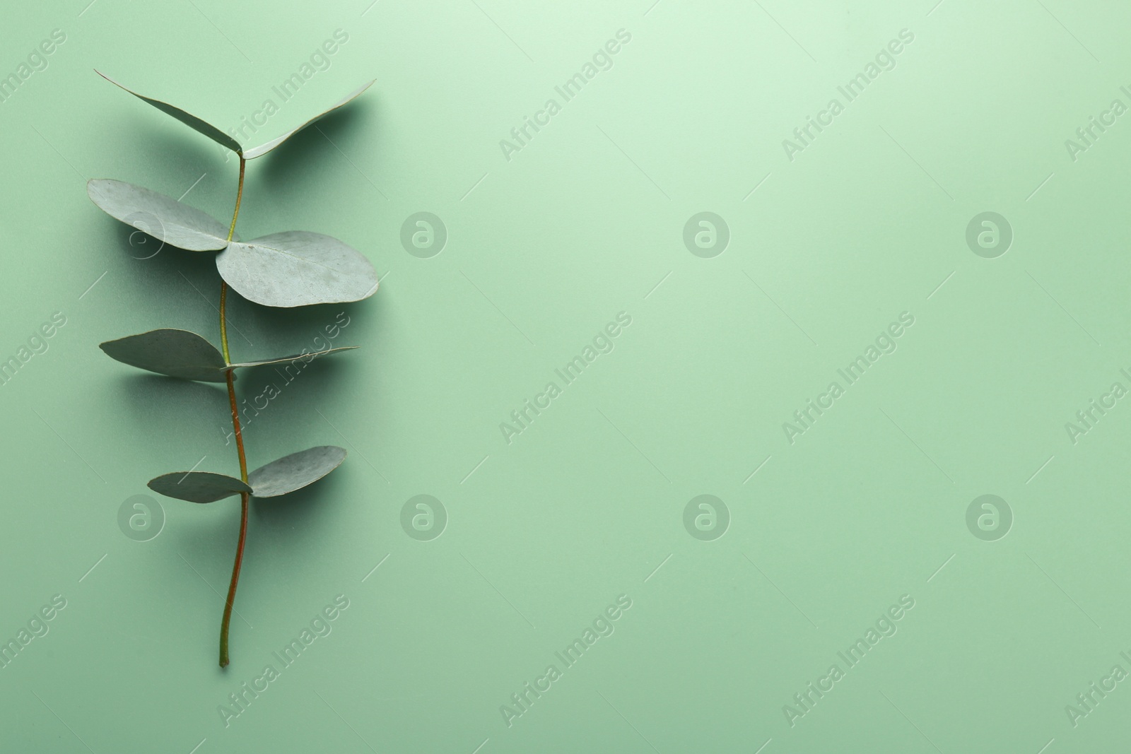 Beautiful eucalyptus branch on light green background, top view. Space for text Photo of Beautiful eucalyptus branch on light green background, top view. Space for text