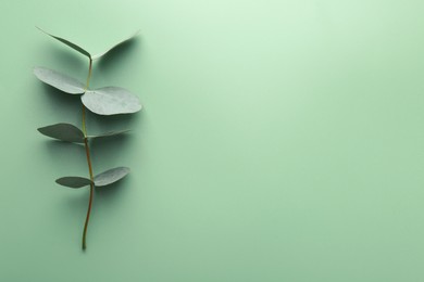 Photo of Beautiful eucalyptus branch on light green background, top view. Space for text