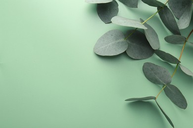 Photo of Beautiful eucalyptus branches on light green background, top view. Space for text