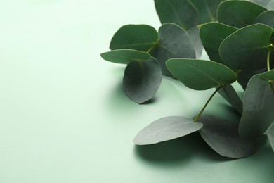 Photo of Beautiful eucalyptus branches on light green background, closeup. Space for text