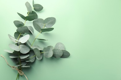 Photo of Beautiful eucalyptus branches on light green background, top view. Space for text