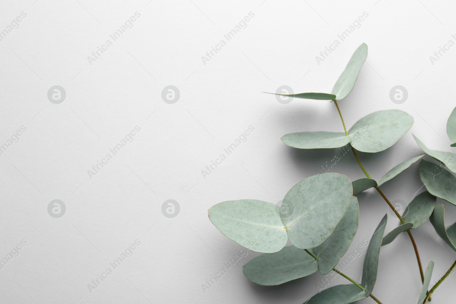 Beautiful eucalyptus branches on white background, top view. Space for text Photo of Beautiful eucalyptus branches on white background, top view. Space for text