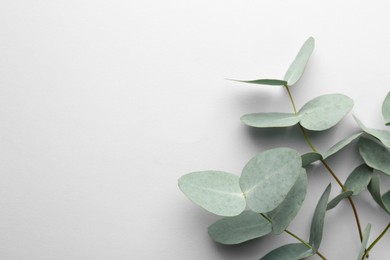 Photo of Beautiful eucalyptus branches on white background, top view. Space for text