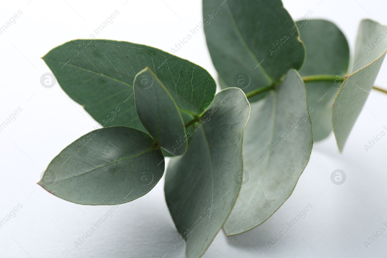 Beautiful eucalyptus branch on white background, closeup Photo of Beautiful eucalyptus branch on white background, closeup