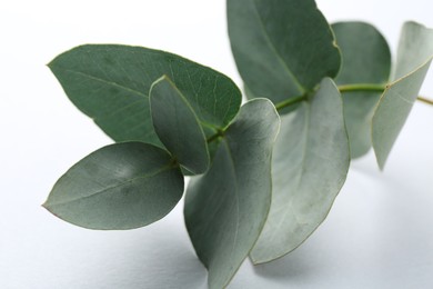 Photo of Beautiful eucalyptus branch on white background, closeup