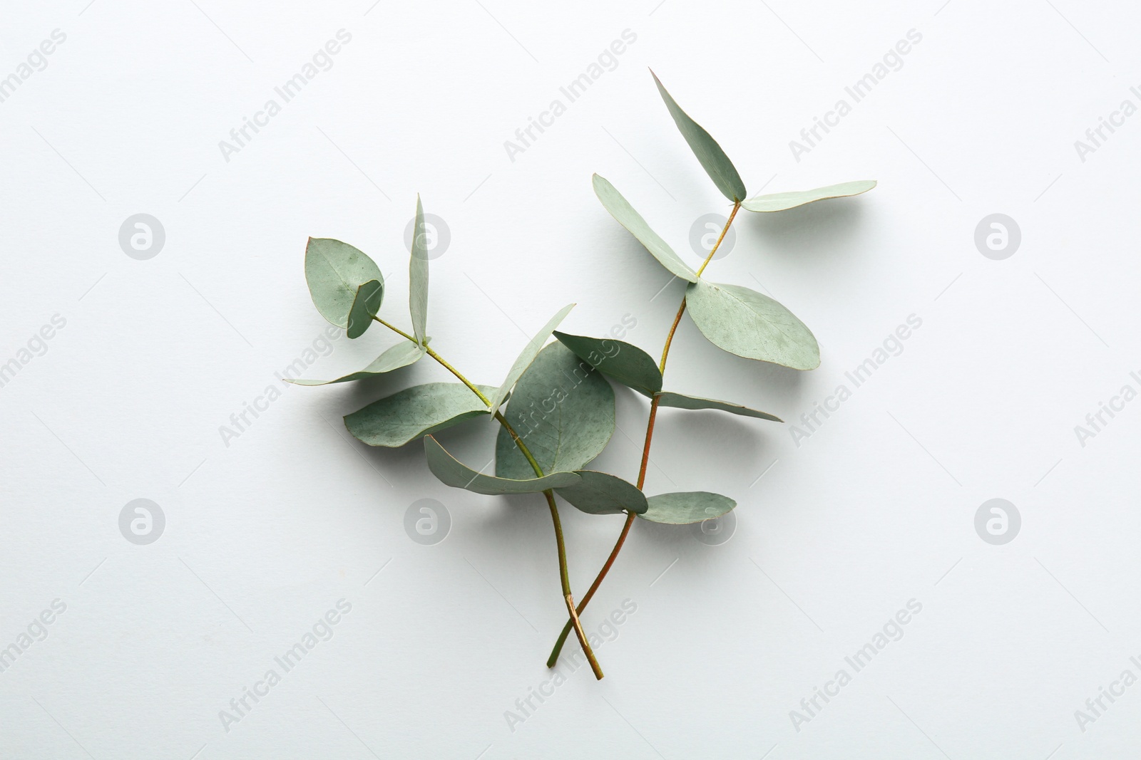 Beautiful eucalyptus branches on white background, top view Photo of Beautiful eucalyptus branches on white background, top view