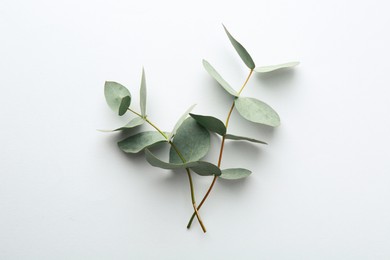 Photo of Beautiful eucalyptus branches on white background, top view