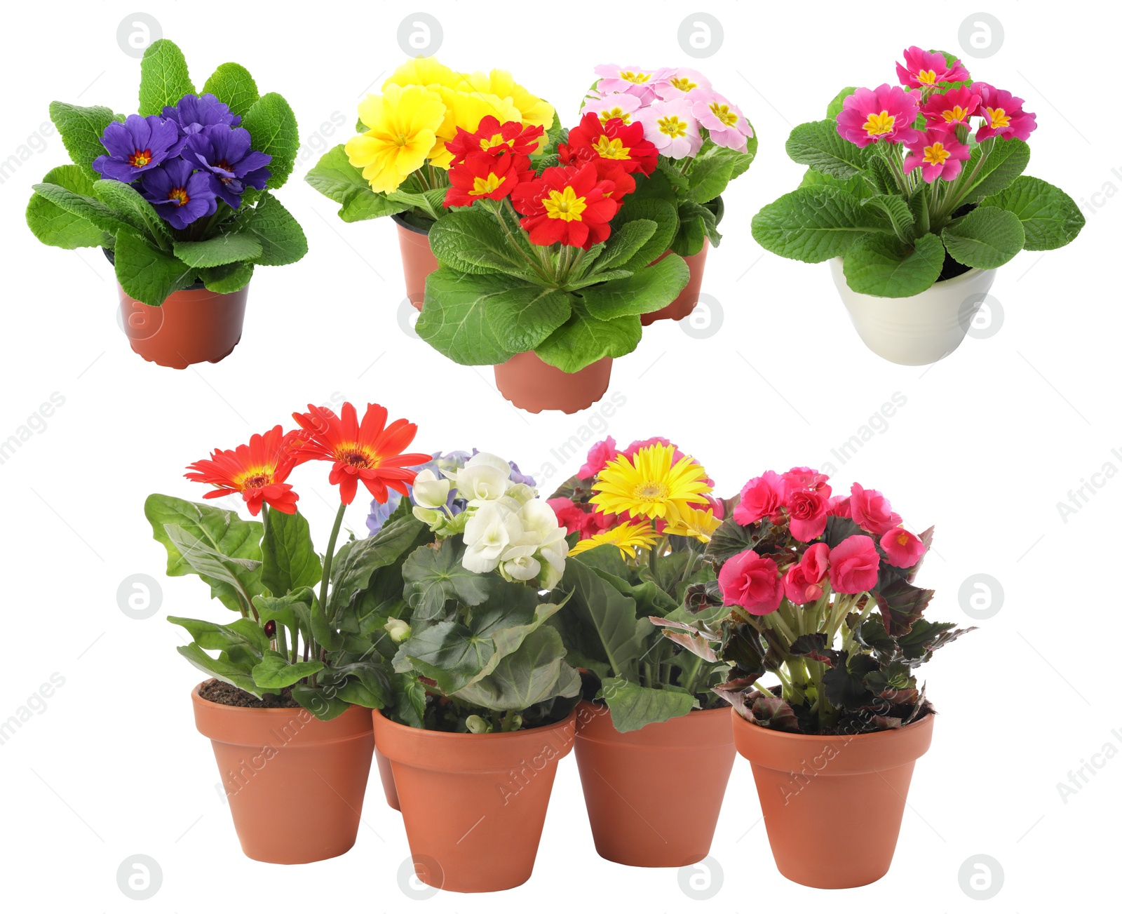 Beautiful potted flowers on white background, collage Image of Beautiful potted flowers on white background, collage