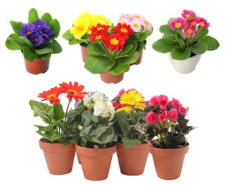Image of Beautiful potted flowers on white background, collage