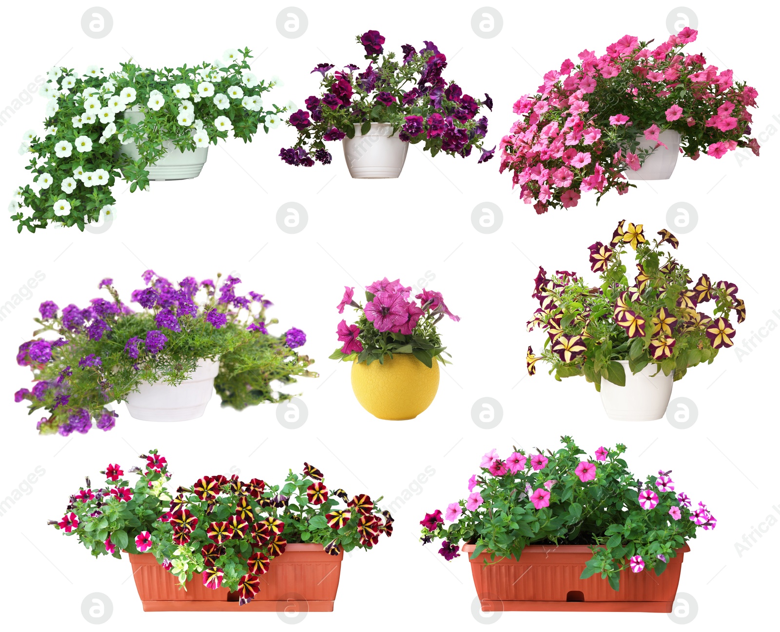 Image of Beautiful potted flowers on white background, collage
