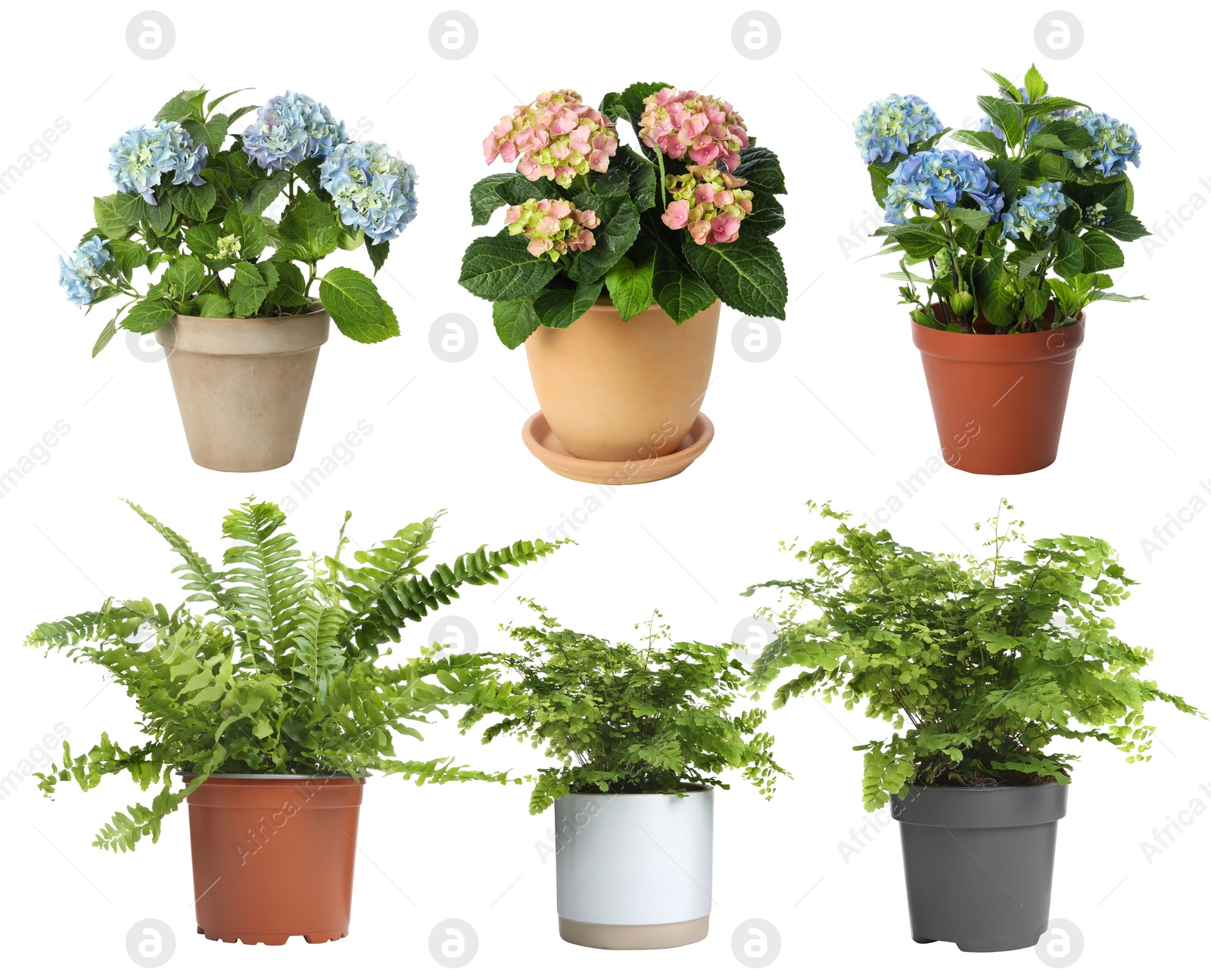 Image of Beautiful potted plants on white background, collage