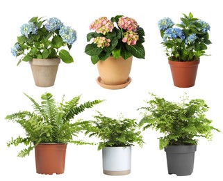 Image of Beautiful potted plants on white background, collage