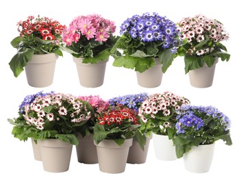 Image of Beautiful potted flowers on white background, collage