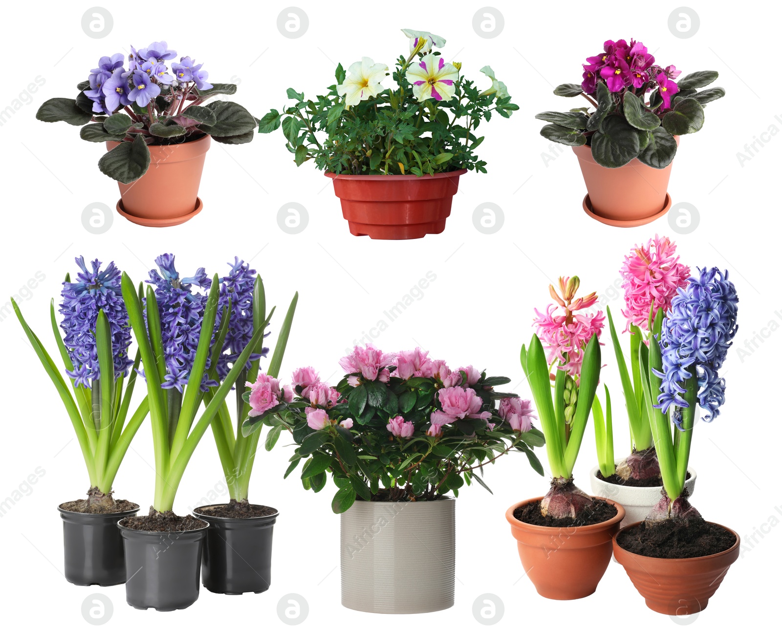 Image of Beautiful potted flowers on white background, collage